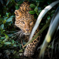 Леопард в засаде