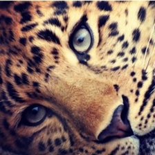 Леопард2