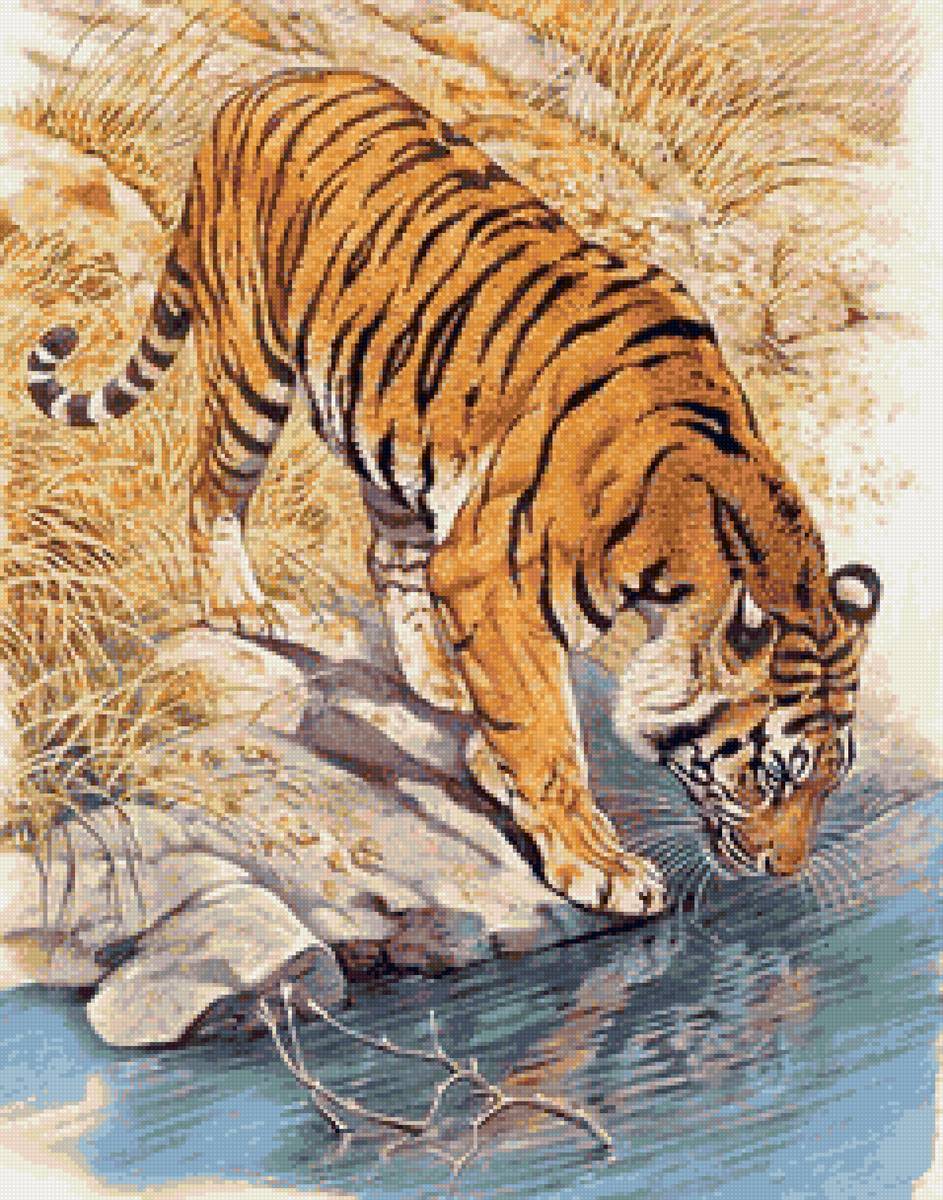 Тигр - хищник, животные, тигр - предпросмотр