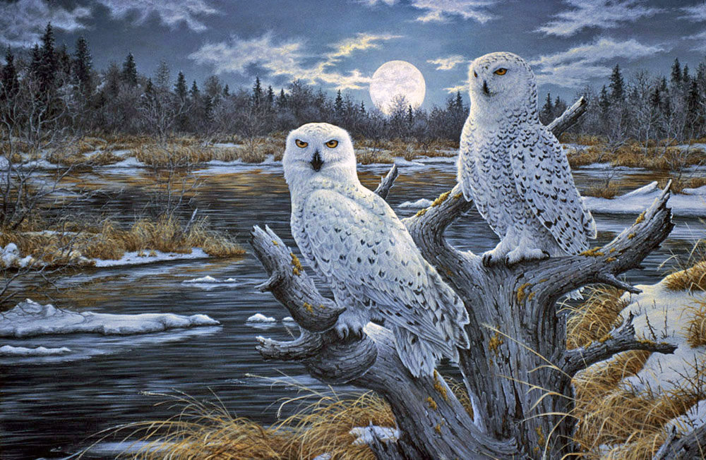 Лунной ночью - птицы, сова, природа, совы - оригинал