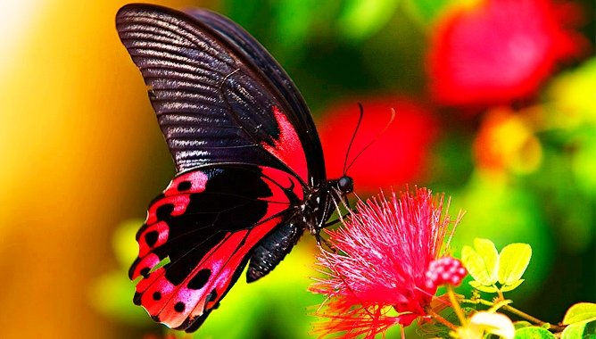 Бабочка  на  цветке - природа, бабочка, цветок - оригинал