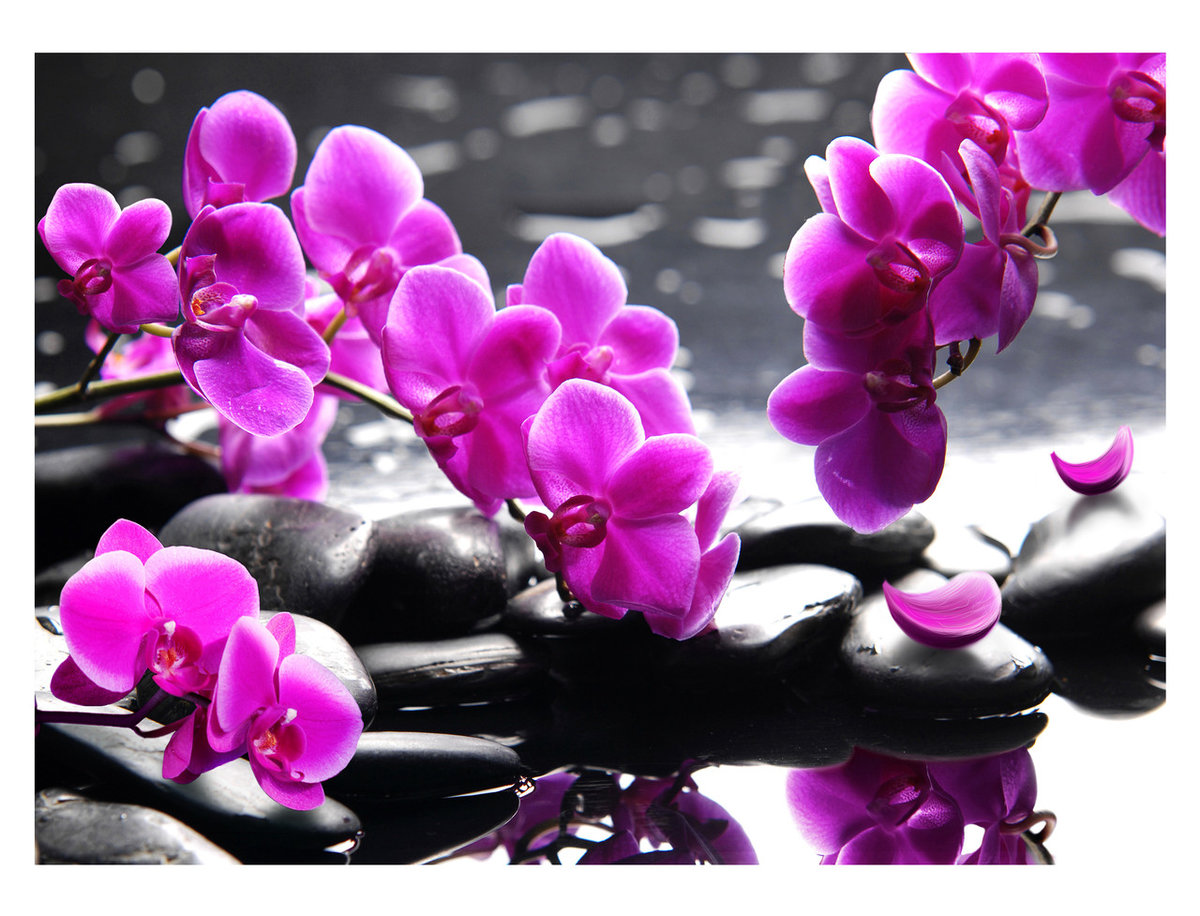 Орхидеи - природа, камни, орхидеи, цветы - оригинал