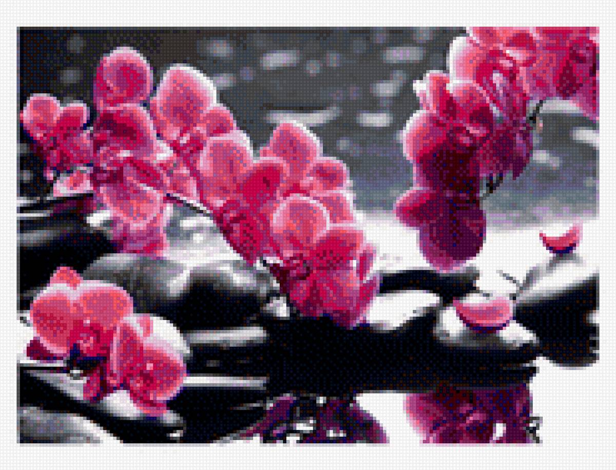 Орхидеи - природа, камни, орхидеи, цветы - предпросмотр
