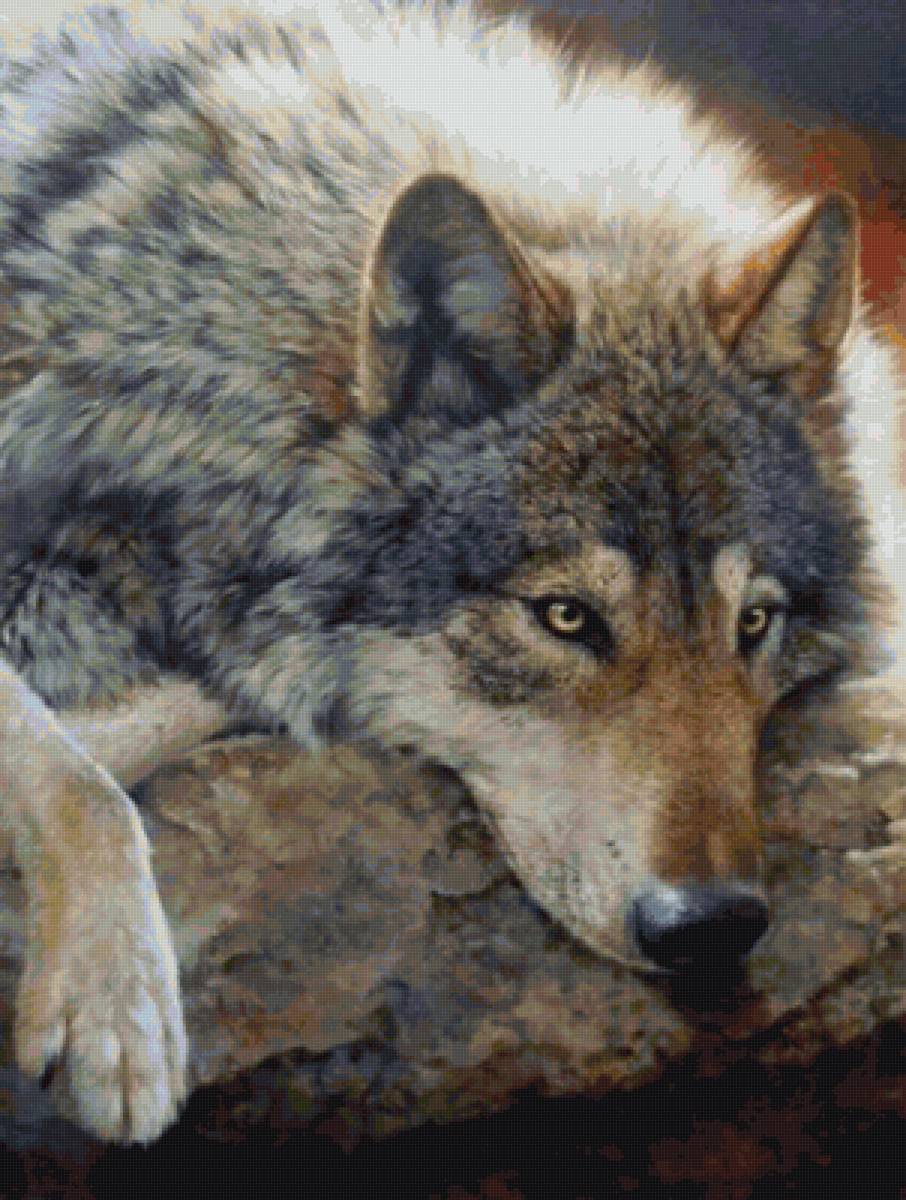 Серый красавец - животные, волк - предпросмотр