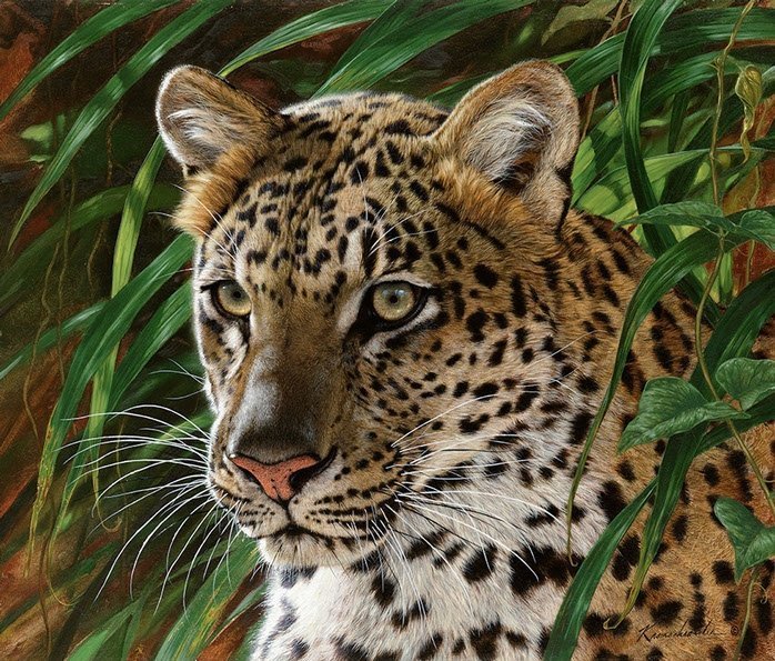 leopard - leopard - оригинал