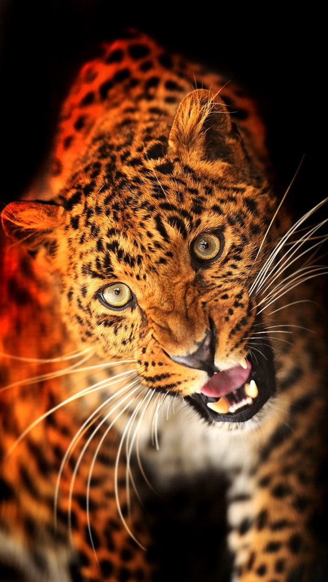 Леопард - хищник, леопард, зверь - оригинал