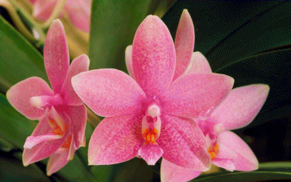 ОРХИДЕЯ - орхидея - предпросмотр