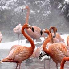 Схема вышивки «фламинго зимой»