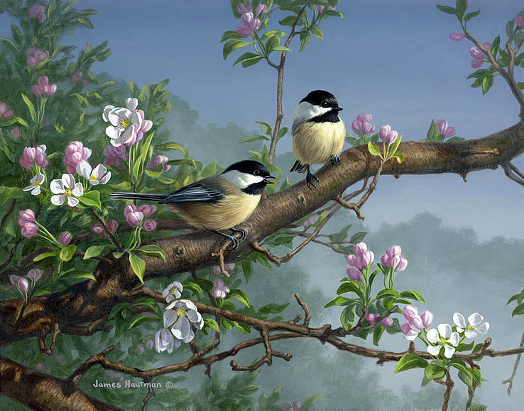 Синички на яблоневой ветке - птицы, синицы, весна, природа - оригинал