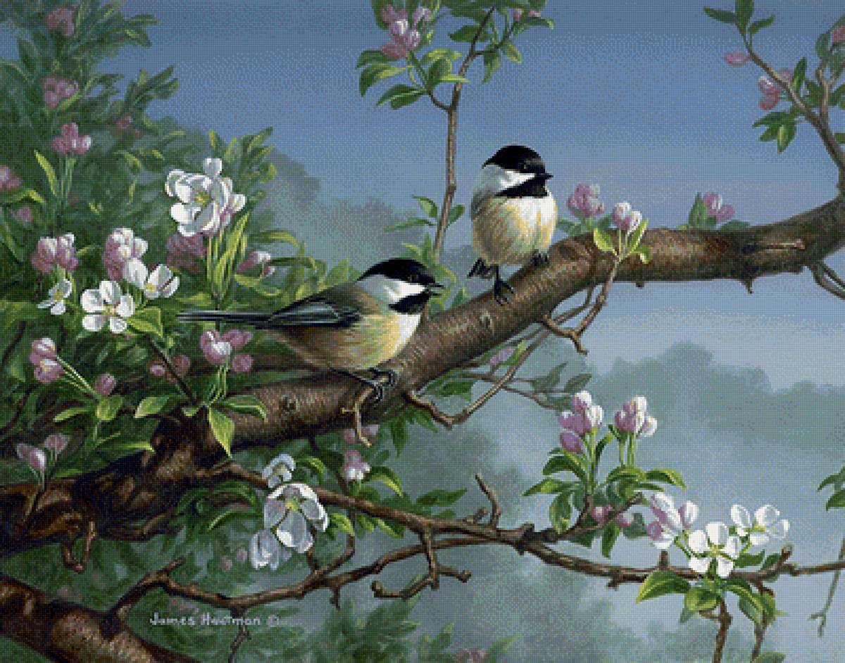 Синички на яблоневой ветке - птицы, синицы, природа, весна - предпросмотр