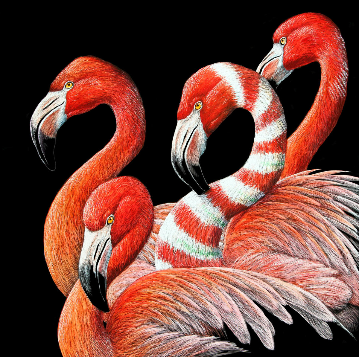 Фламинго - птицы - оригинал