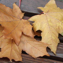 листья на скамейке