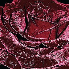 Оригинал схемы вышивки «Роза» (№1837920)