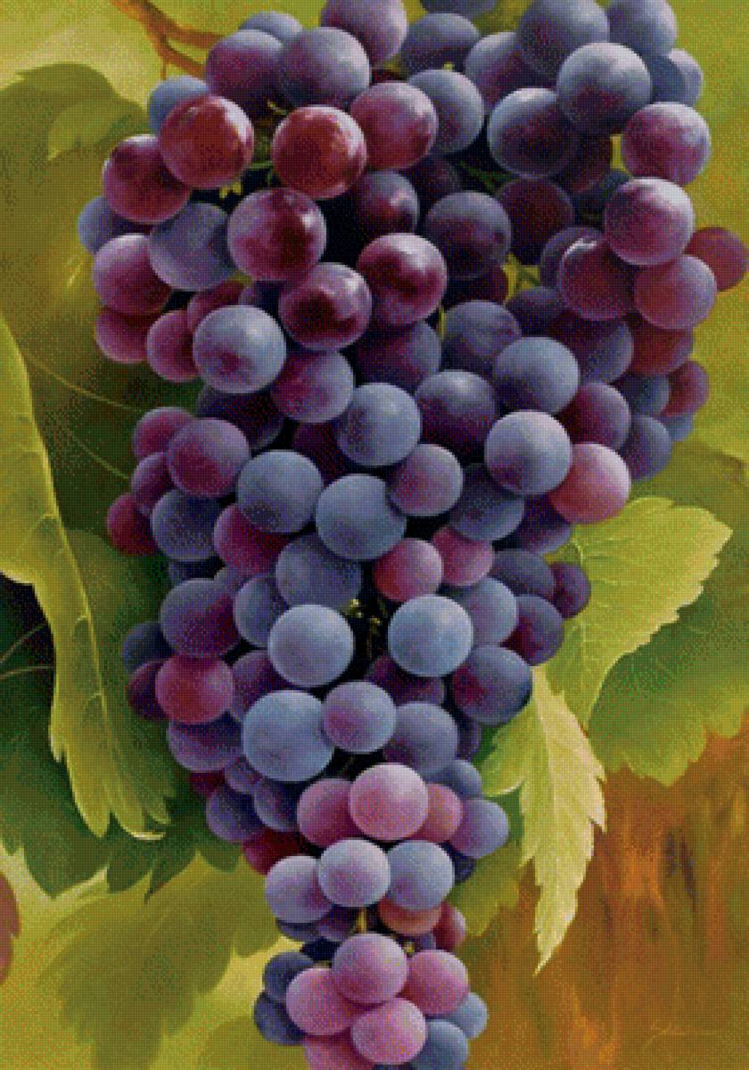 Кисть Винограда - виноград, плоды - предпросмотр