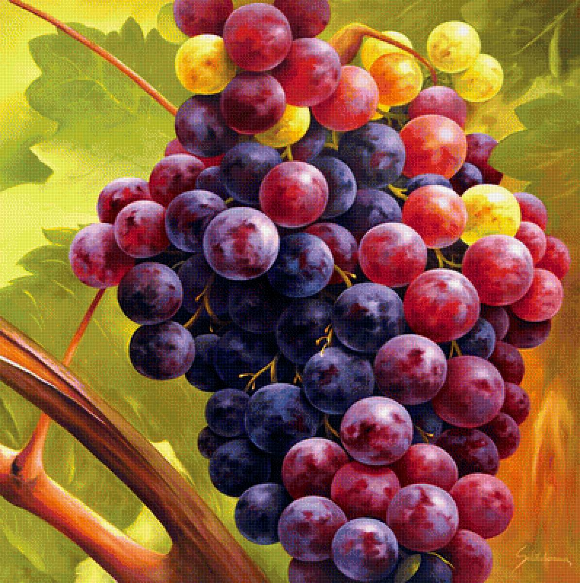 Сочный виноград - лето, виноград, кисть - предпросмотр