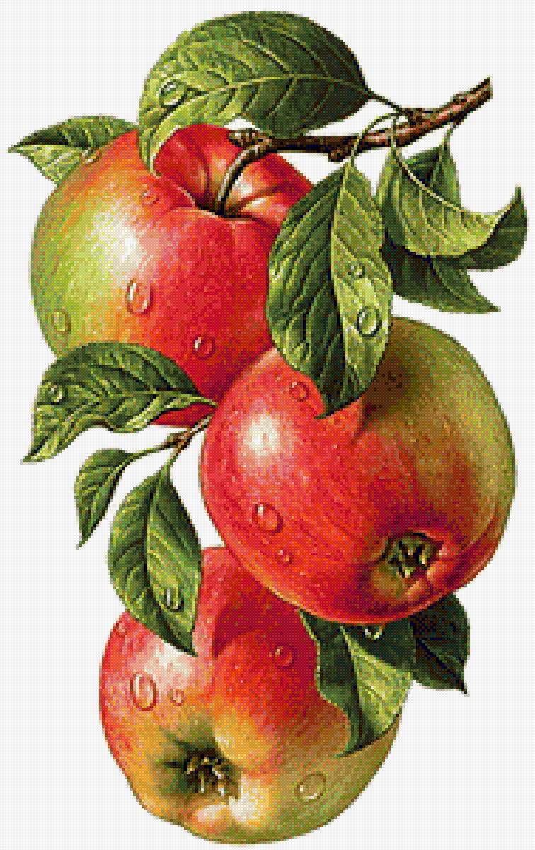 Яблоки - фрукты, яблоки - предпросмотр