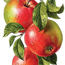 Оригинал схемы вышивки «Яблоки» (№1844145)