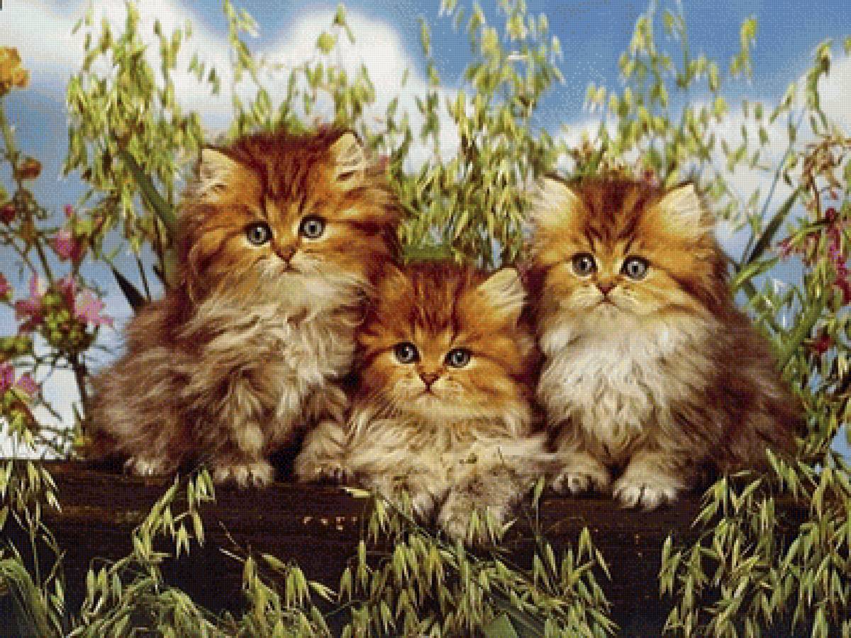 Милая троица - котята - предпросмотр