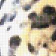 Предпросмотр схемы вышивки «леопард» (№1846817)
