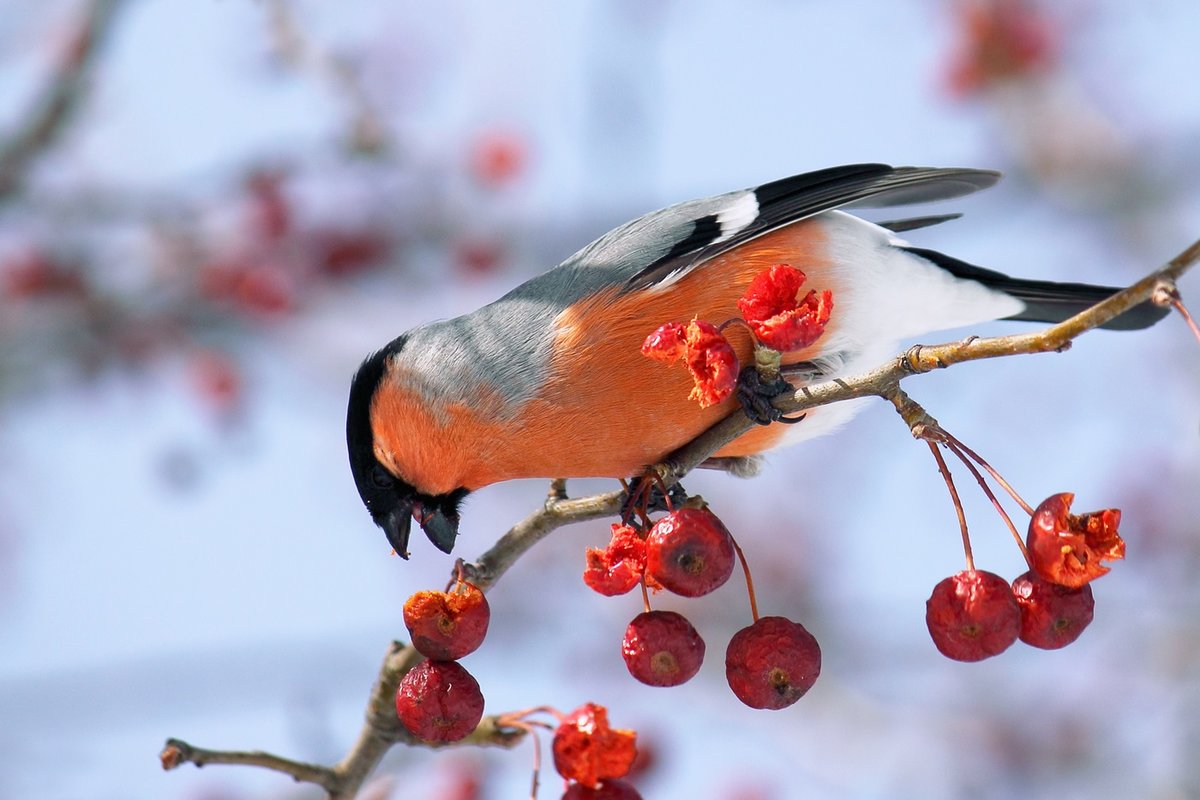 снегирь - птица на дереве, рябинка, птица, снегирь, зима - оригинал
