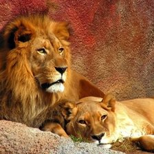 Схема вышивки «Лев и львицы»