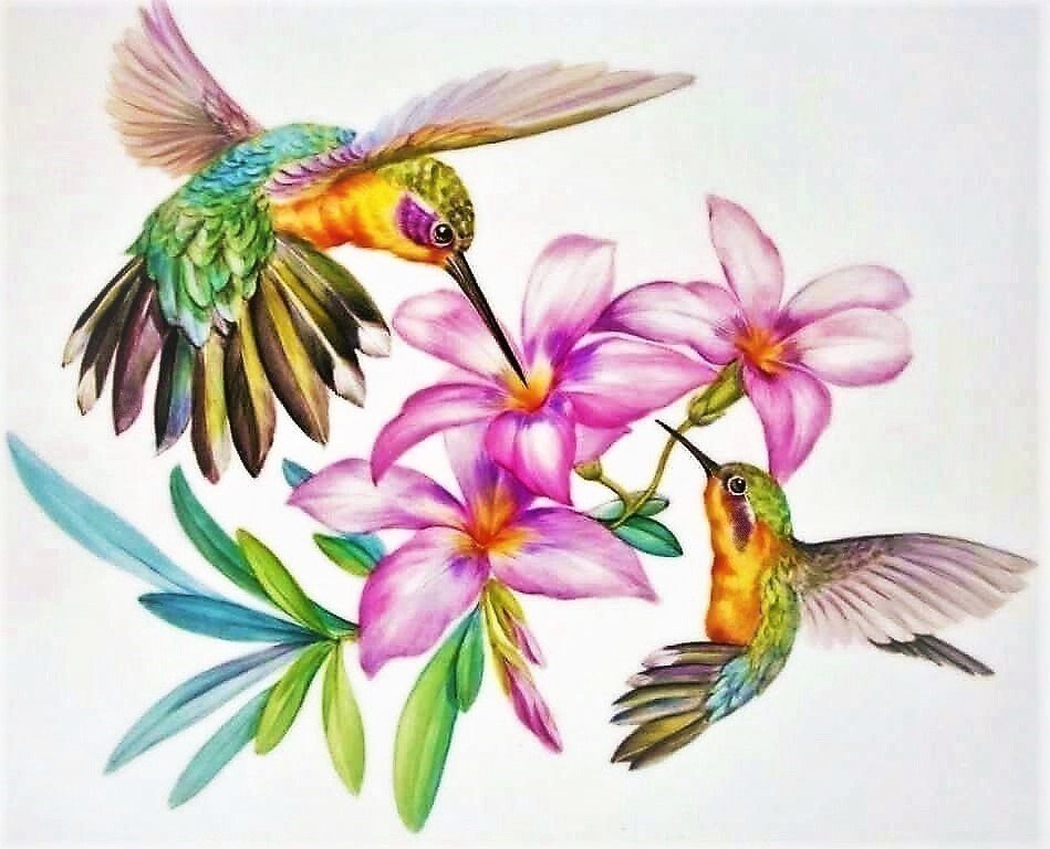Колибри - цветы, птицы - оригинал