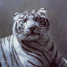 серия хищники.белый тигр