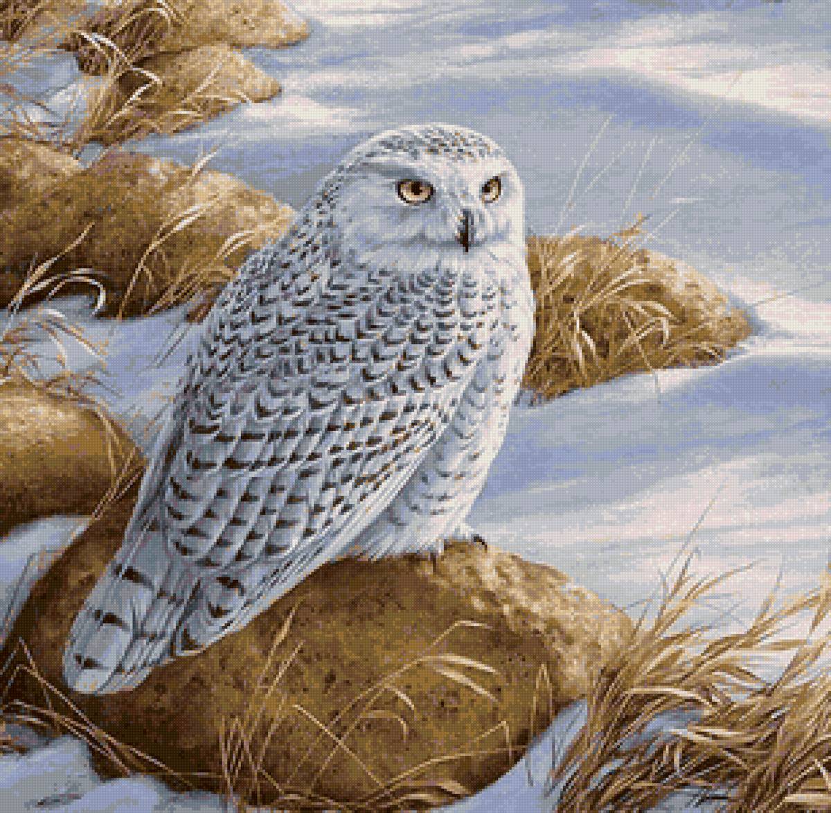Совушка на камне - зима, птица, снег, сова - предпросмотр