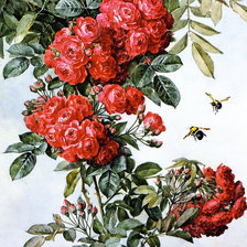 Оригинал схемы вышивки «Чайные розы» (№1861847)