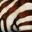 Предпросмотр схемы вышивки «Зебры» (№1862042)