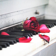 Роза и рояль
