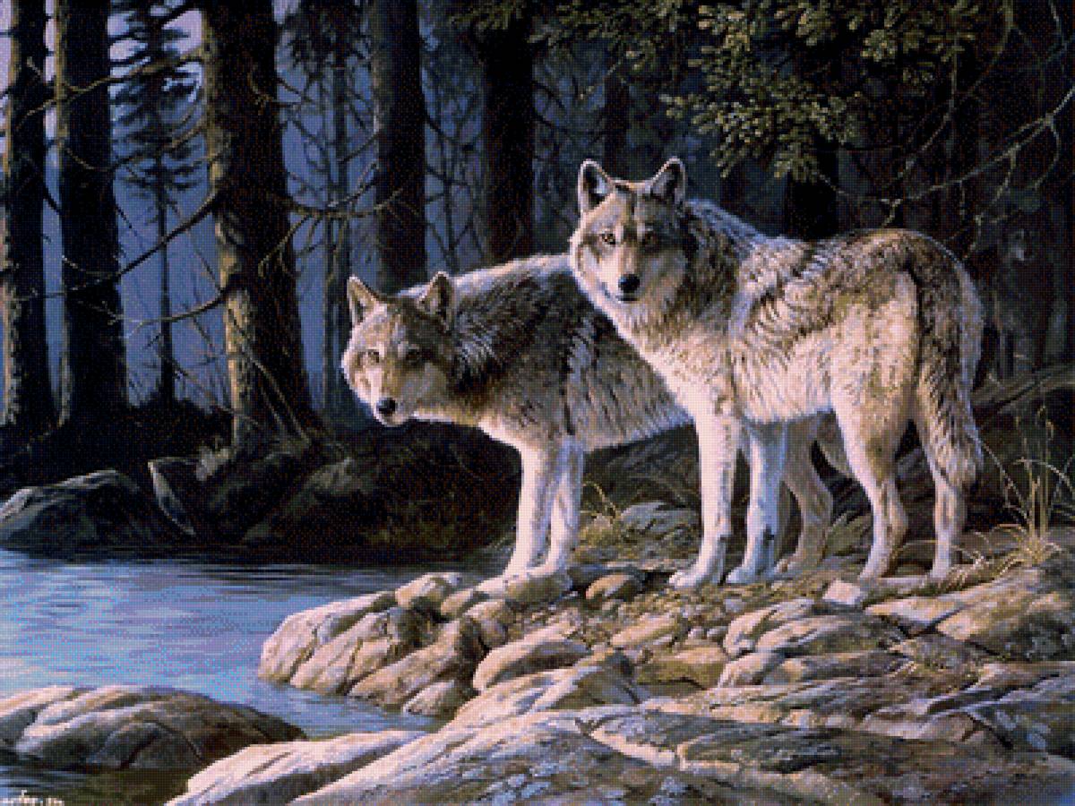Волки - волки, рисунок, природа, животные, волк, лес, река - предпросмотр