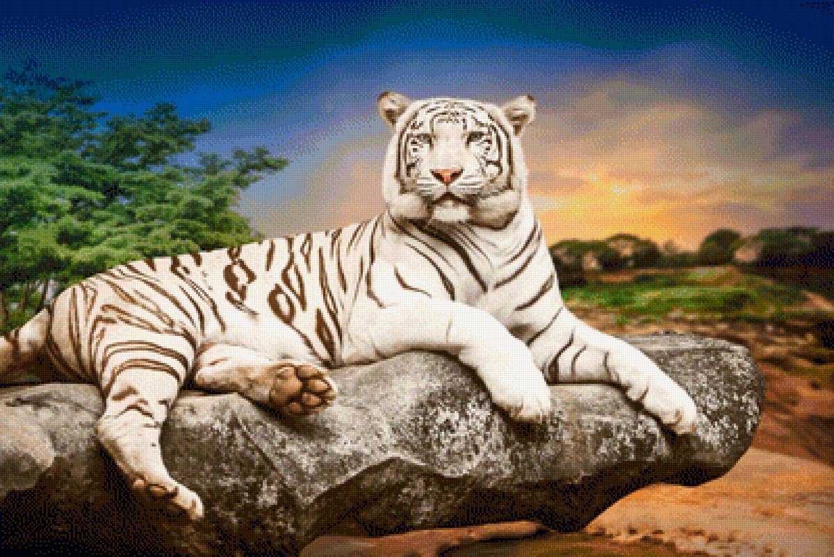 Белый тигр - животные, тигр, природа - предпросмотр