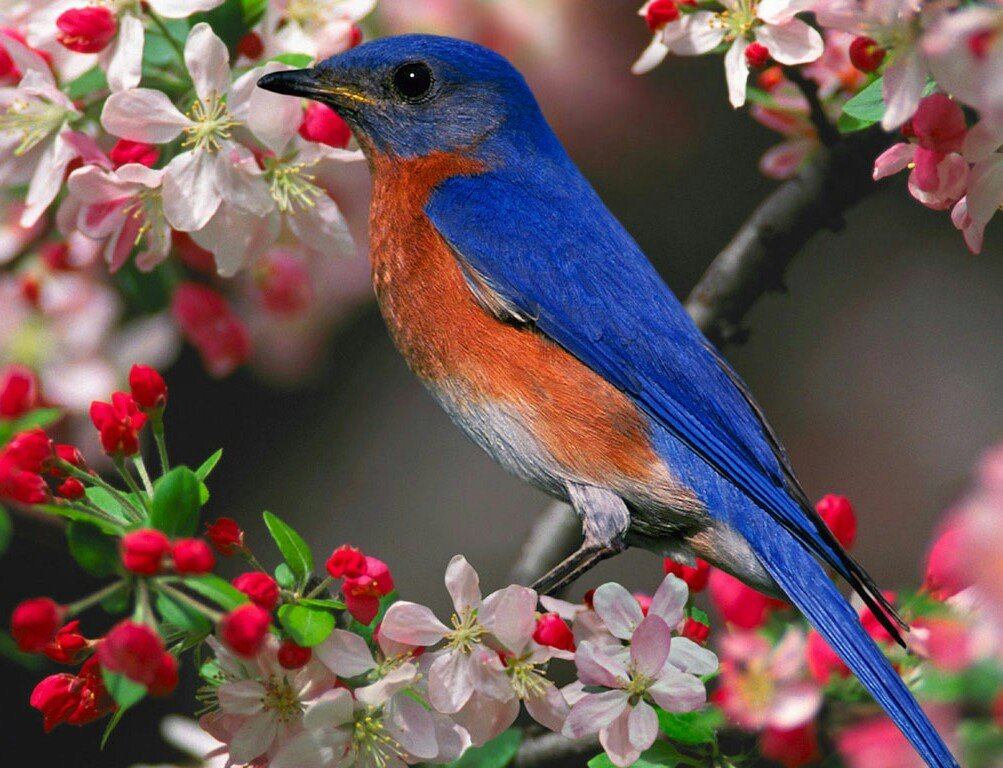 Синяя птичка - природа, ветки, цветение, птица, птичка - оригинал
