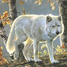 Схема вышивки «белый волк»