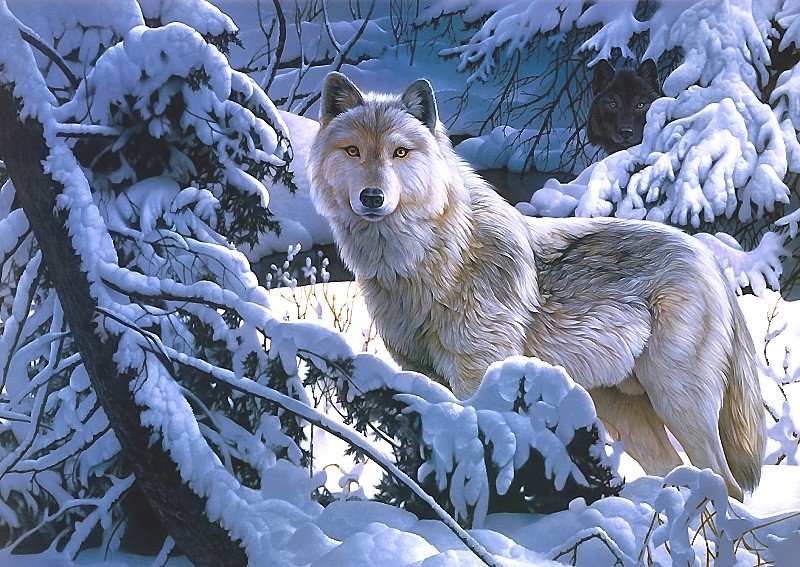 волки - мир животных - оригинал