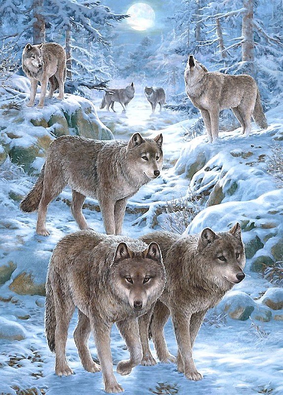 волки - мир животных - оригинал