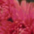 Предпросмотр схемы вышивки «Хризантемы в саду» (№1875020)
