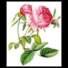 Оригинал схемы вышивки «Серия "Розы".» (№1875117)