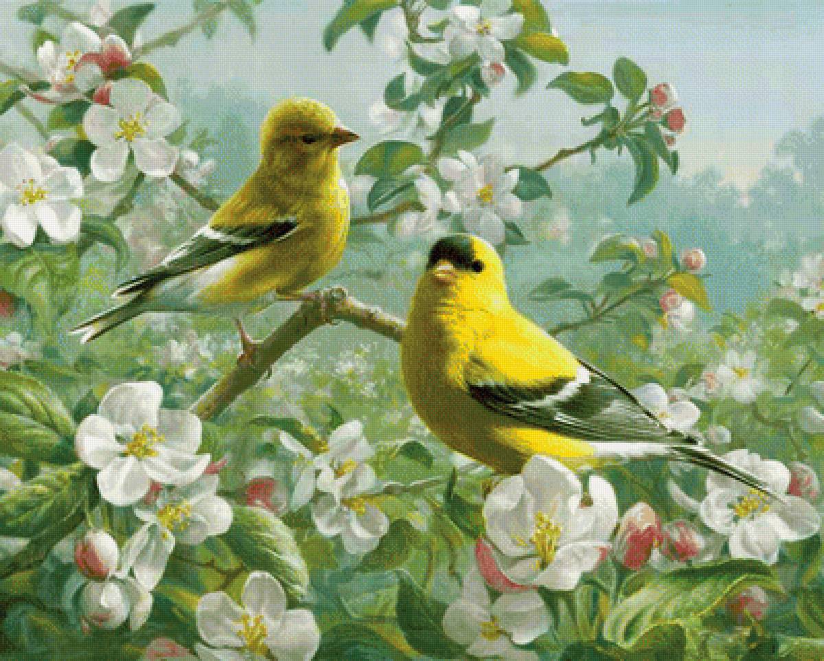 Птички - птицы, птички, рисунок, цвет, цветение, весна - предпросмотр