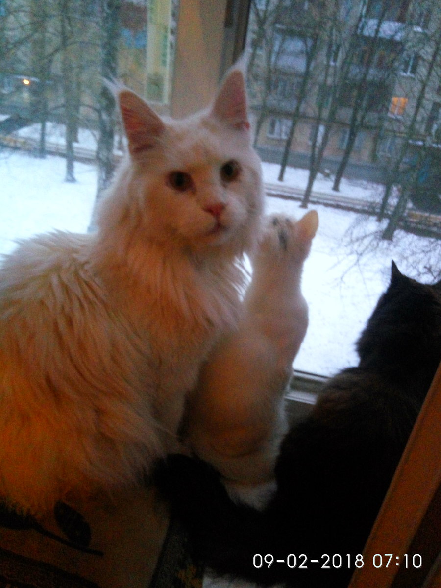Мои любимые котики - три, зима, мейн кун, белый, котики - оригинал