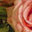 Предпросмотр схемы вышивки «Розы» (№1878107)