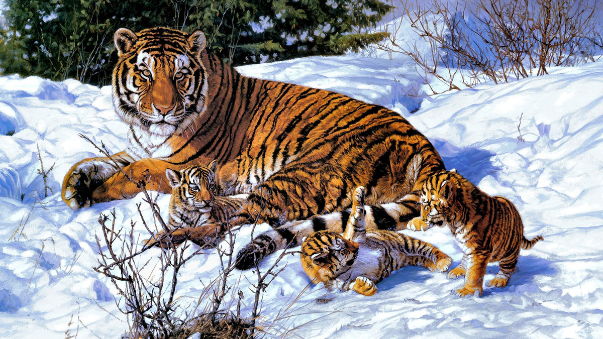 Тигрица с котятами в снегу - тигры, тигрята, мама - оригинал