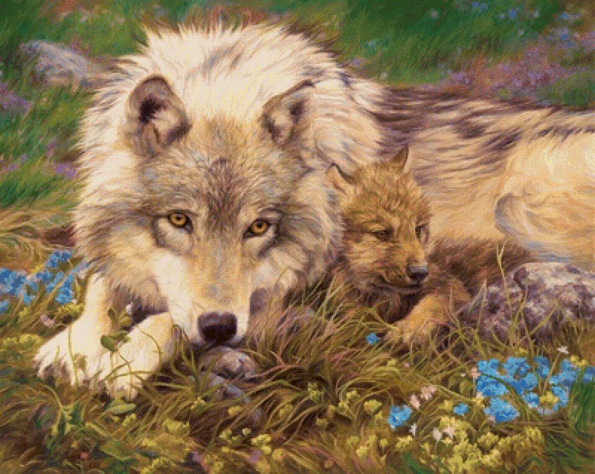 Волки - животные, волки, природа, волчонок, волк - предпросмотр