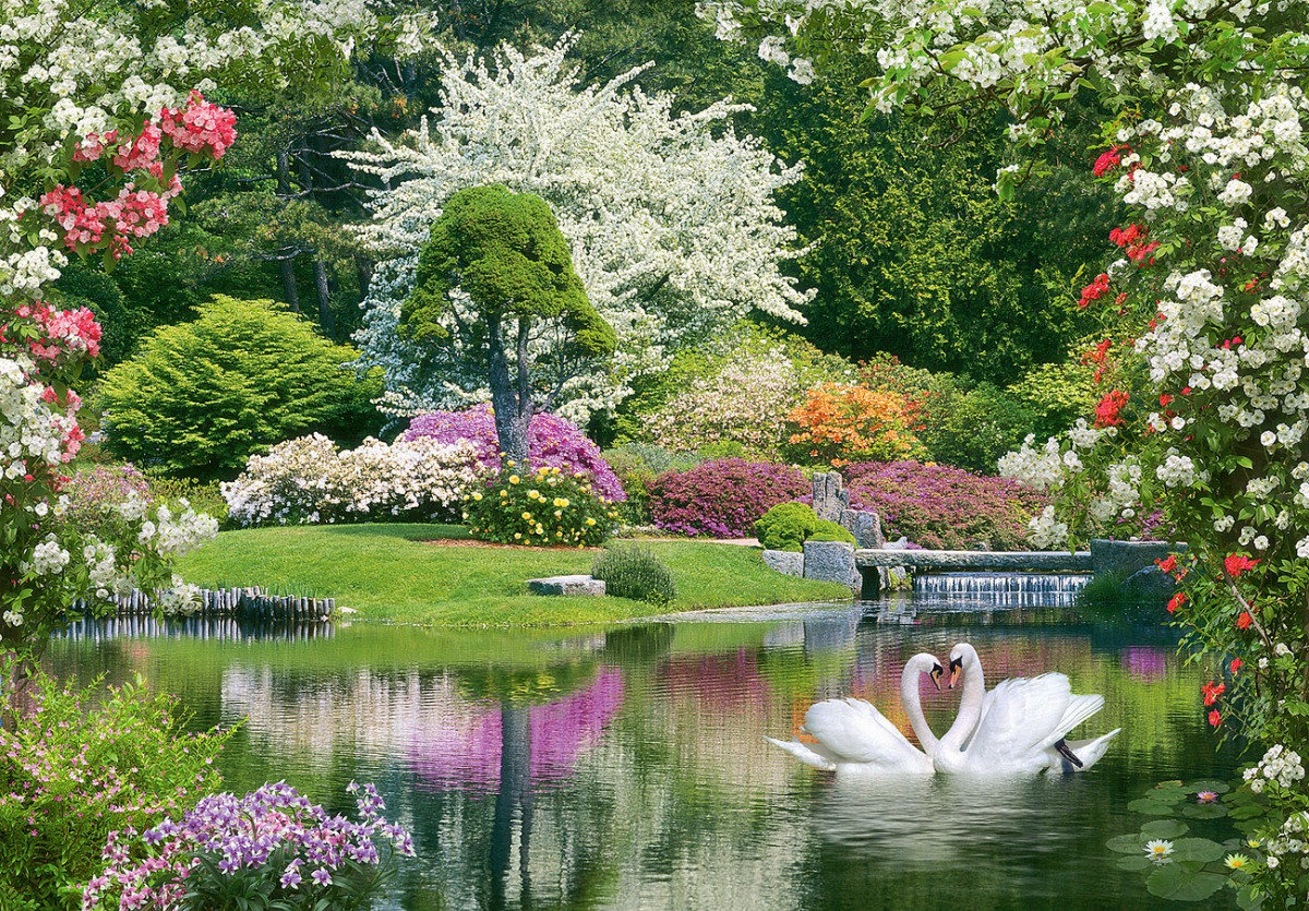 Пейзаж - пейзаж, лето, цветы, парк, пруд, птицы, природа, лебеди - оригинал