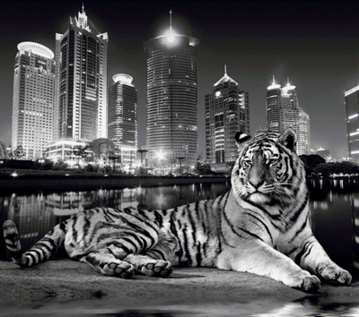 Тигр - город, тигр, монохром, животные - предпросмотр