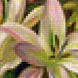 Предпросмотр схемы вышивки «kvety» (№1886708)