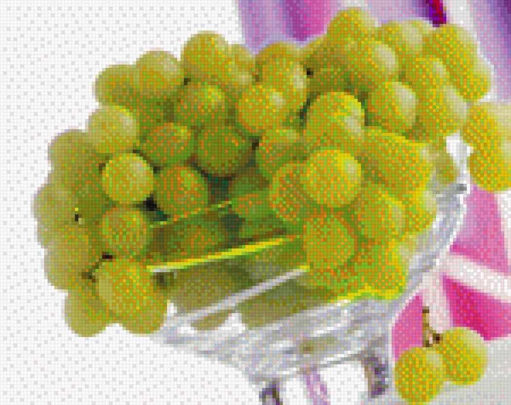 Виноград в бокале - изобилие, виноград, бокал - предпросмотр