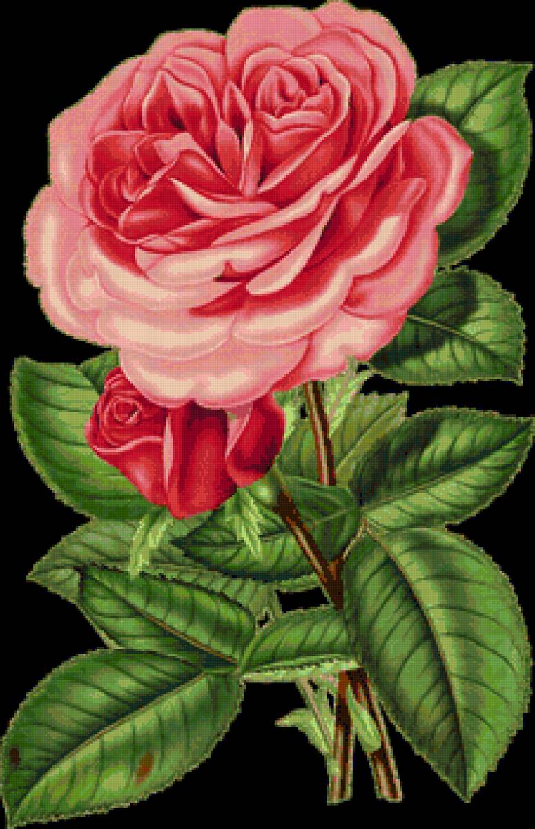 Роза - роза, рисунок, цветок, цветы - предпросмотр