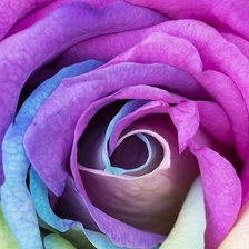 Схема вышивки «Сиреневая роза»